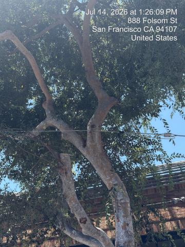 880 Folsom Street tree