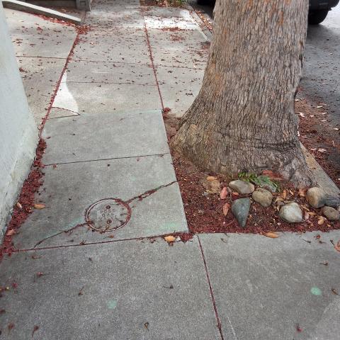 307 Moultrie Street tree