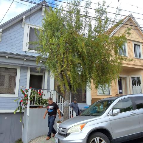 324 Moultrie Street tree