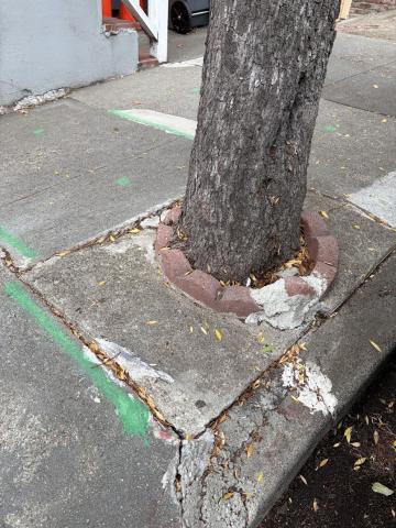 324 Moultrie Street tree