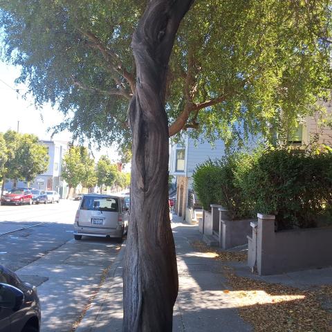 3863 17th Street tree