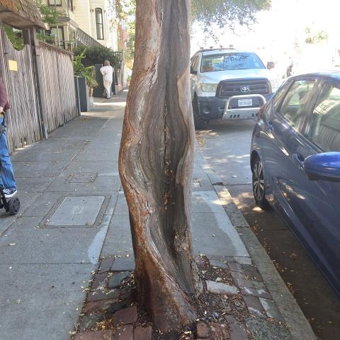 3863 17th Street tree