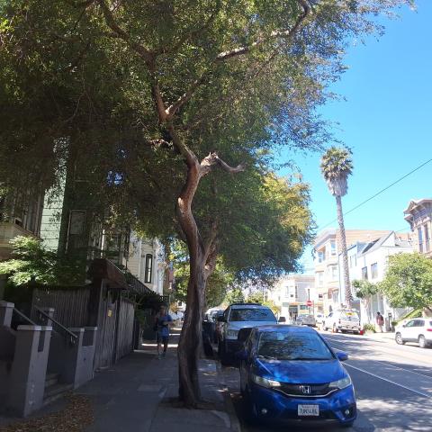 3863 17th Street tree