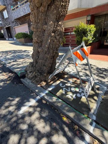 395 Euclid Avenue tree