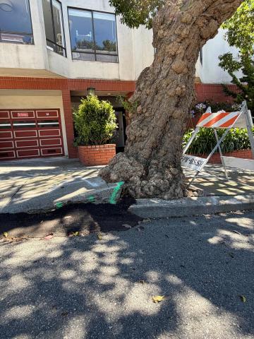 395 Euclid Avenue tree