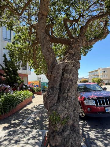395 Euclid Avenue tree