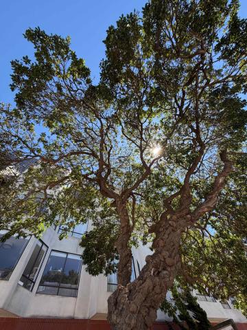 395 Euclid Avenue tree