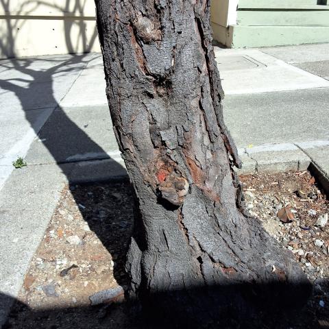 412 Webster Street tree