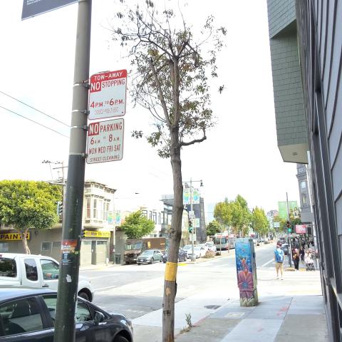 425 Divisadero Street tree
