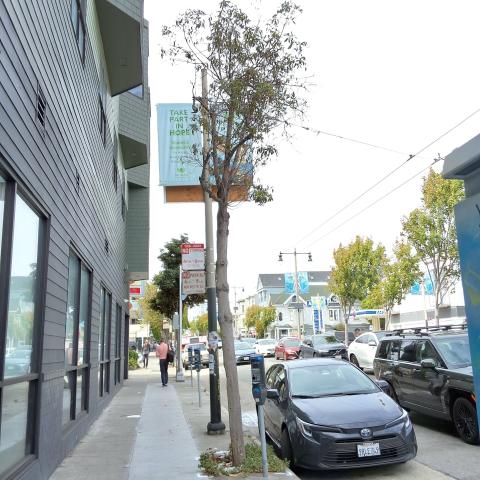 425 Divisadero Street tree
