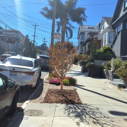 462 Clipper Street tree