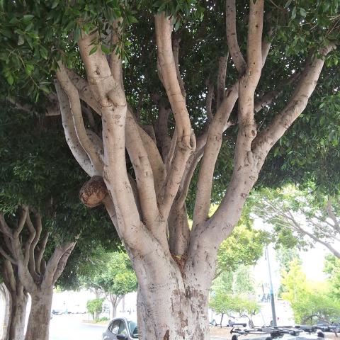 50 Washington Street tree