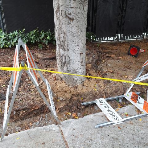 50 Washington Street tree