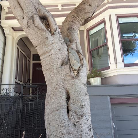 529 Clayton Street tree