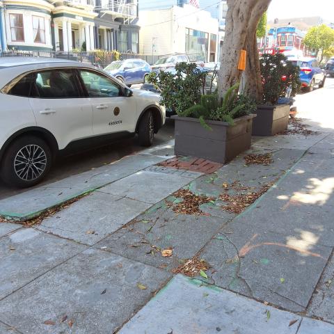 529 Clayton Street tree