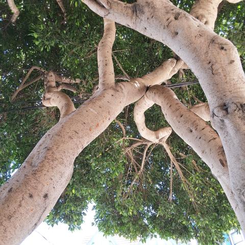 529 Clayton Street tree