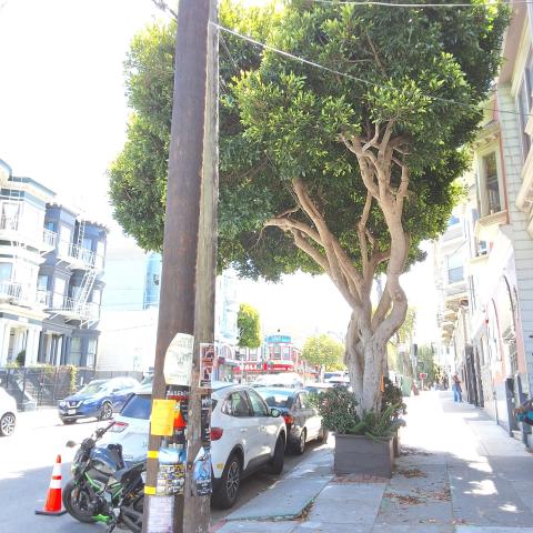 529 Clayton Street tree