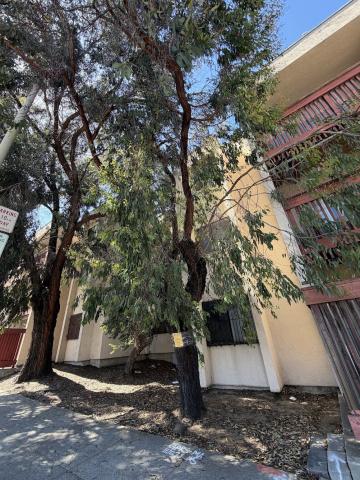 860 McAllister Street tree
