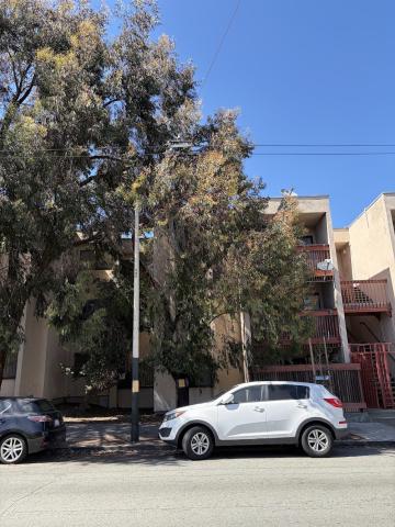 860 McAllister Street tree