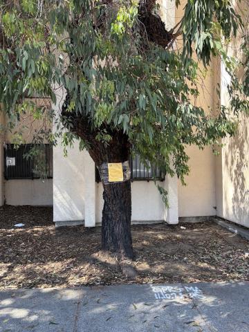 860 McAllister Street tree