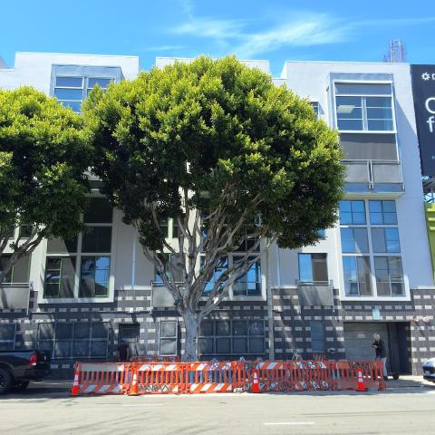 920 Harrison Street tree