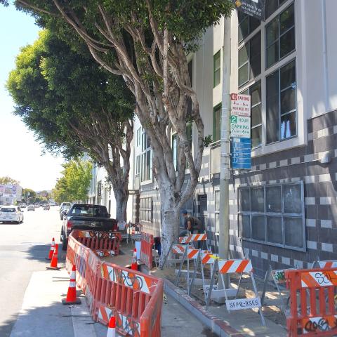 920 Harrison Street tree