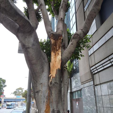 1650 Mission Street tree