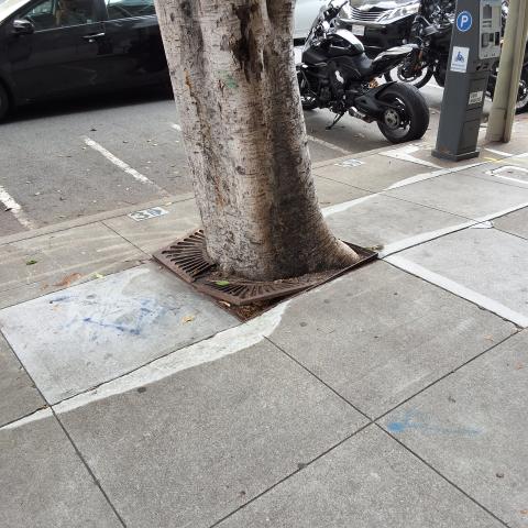 1650 Mission Street tree