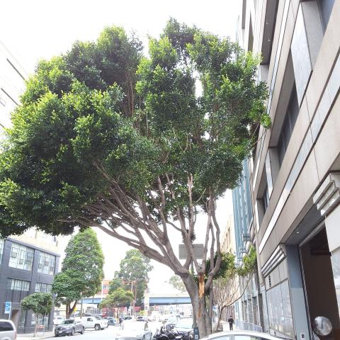 1650 Mission Street tree