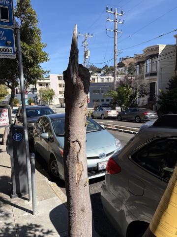 2 Duncan Street tree