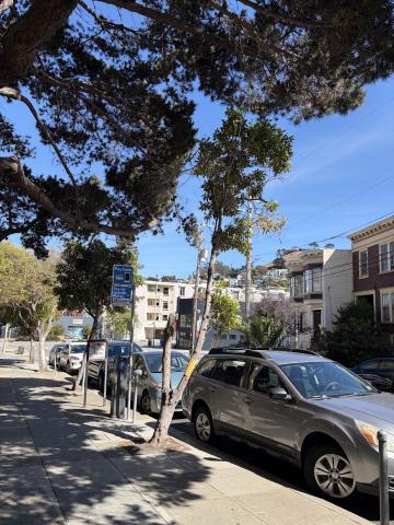 2 Duncan Street tree