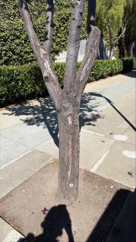 2 Duncan Street tree