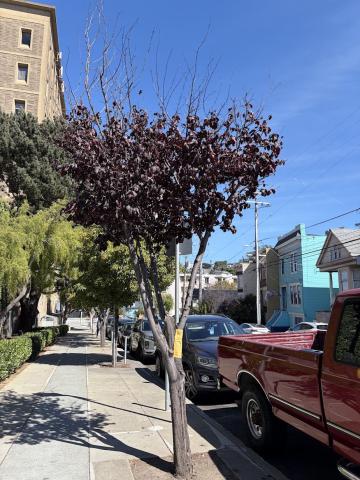 2 Duncan Street tree