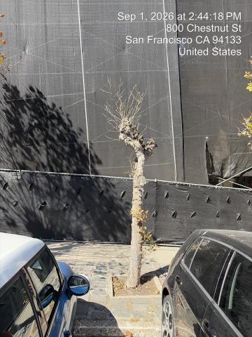 800 Chestnut Street tree