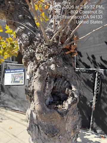 800 Chestnut Street tree