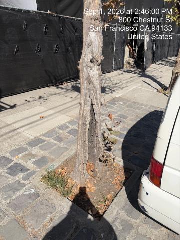 800 Chestnut Street tree