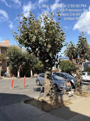 800 Chestnut Street tree