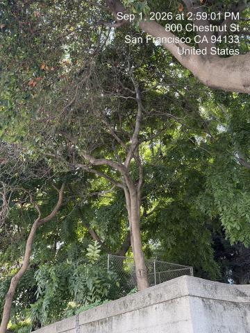 800 Chestnut Street tree