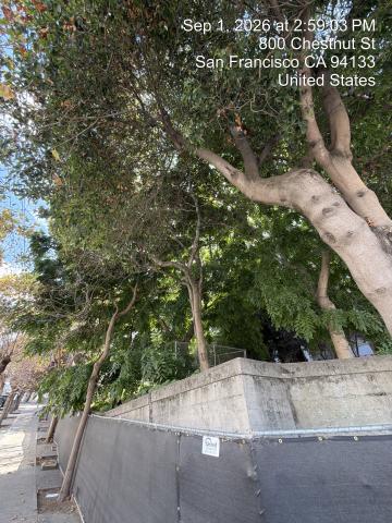 800 Chestnut Street tree