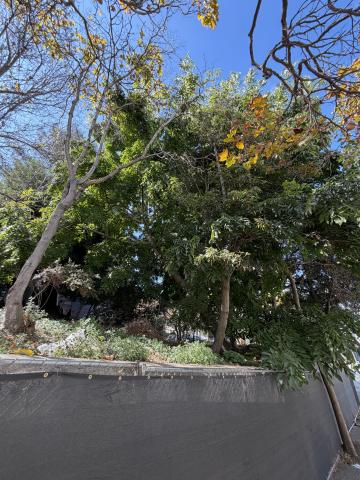 800 Chestnut Street tree