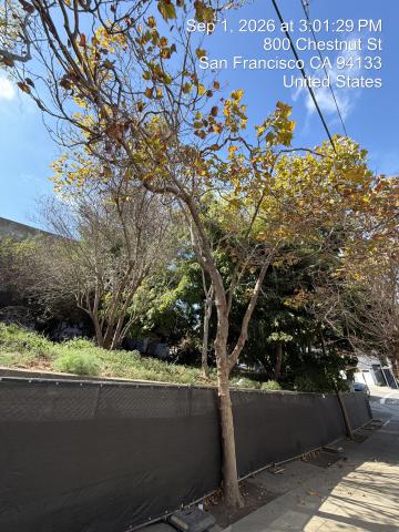800 Chestnut Street tree