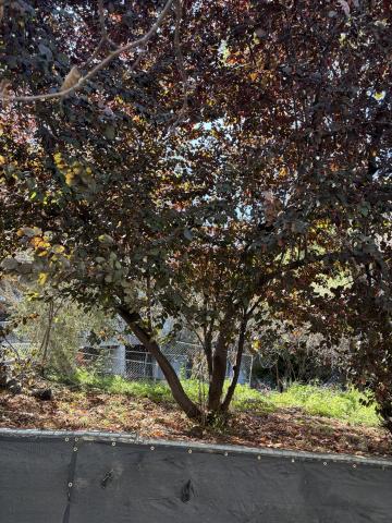 800 Chestnut Street tree