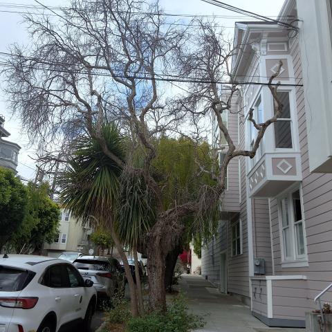 282 28th Street tree
