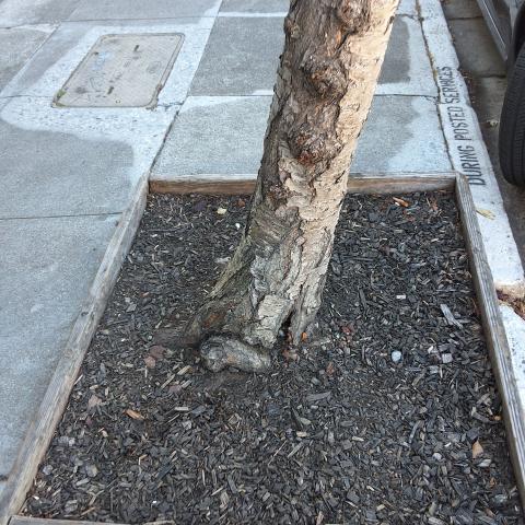 3445 17th Street tree