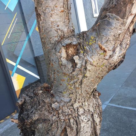 3445 17th Street tree