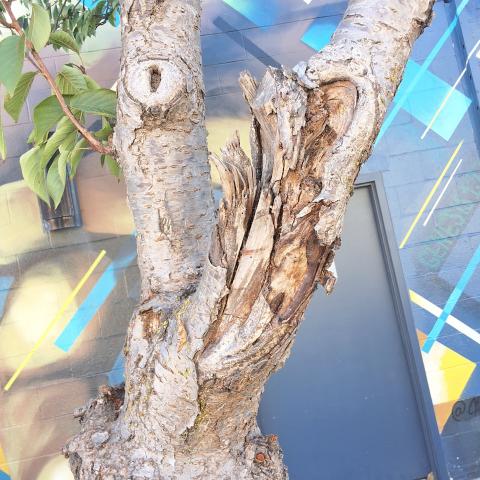 3445 17th Street tree