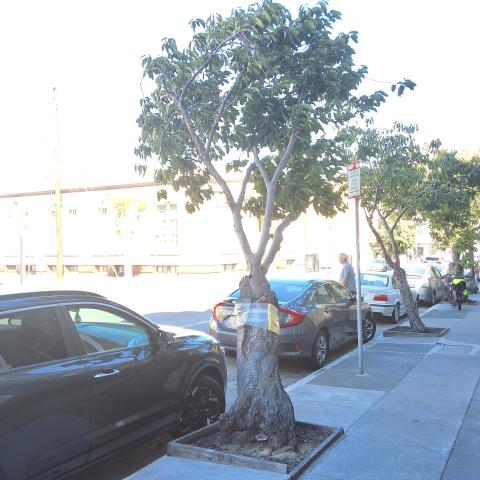 3459 17th Street tree