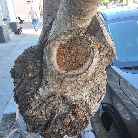 3459 17th Street tree