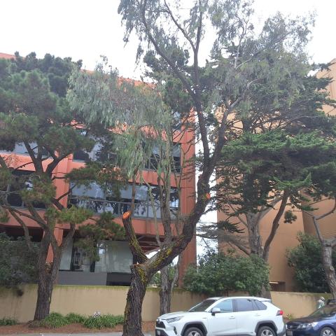 400 6th Avenue tree