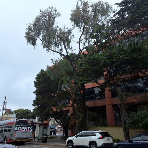 400 6th Avenue tree